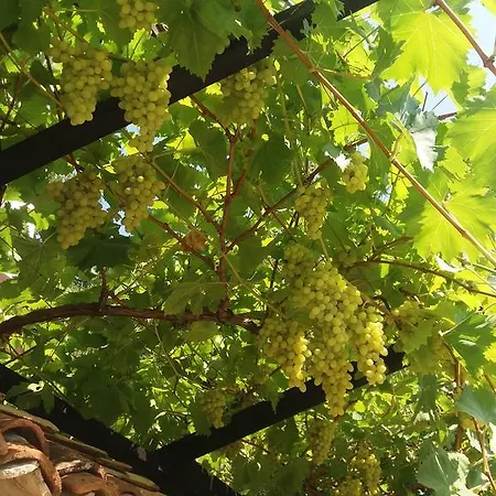 Konukevi Nasco Altın Kumlar