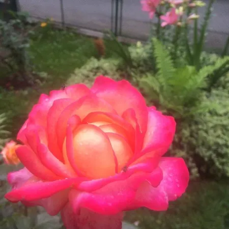 Nasco * Złote Piaski