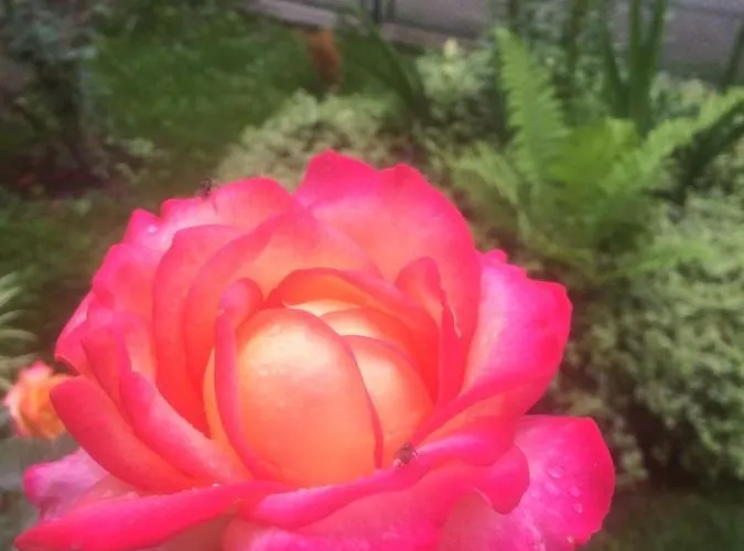 Nasco * Nisipurile de Aur